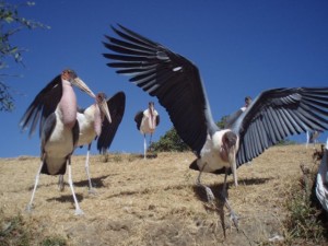 Etiopie – Expedice k řece Omo 2007