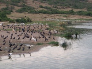 Keňa Tanzánie Uganda 2009