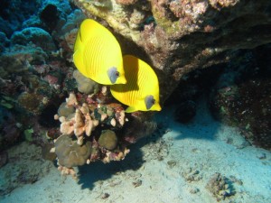 Potápění rudé moře u Sudánu 2011