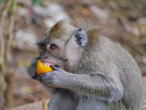 Madagaskar a Mauricius říjen 2014